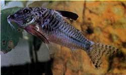 Coridoras acutus